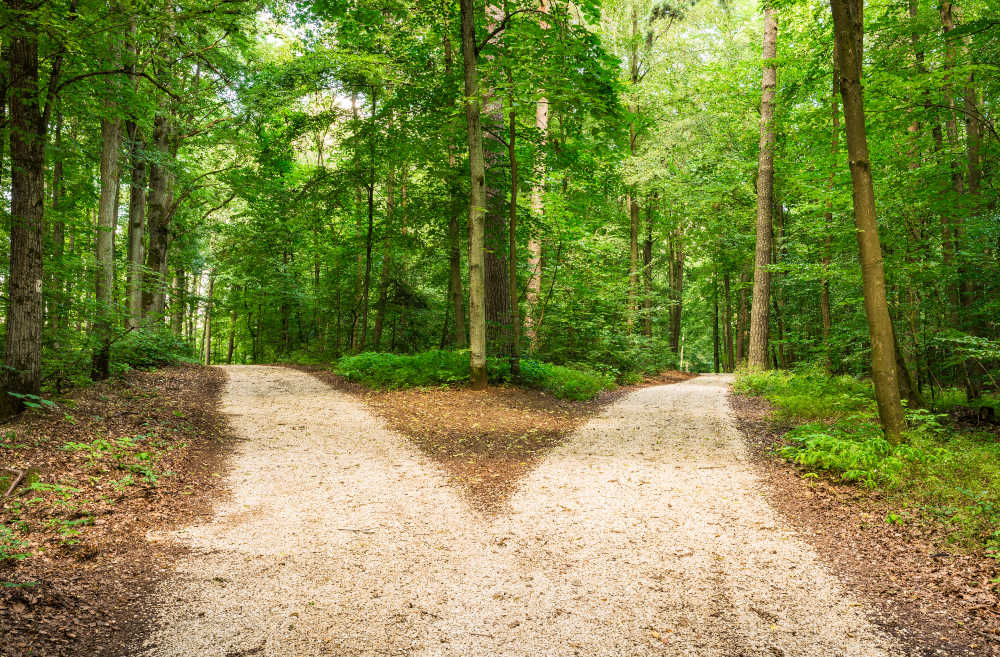 Weggabelung im Wald - Zweites Standbein Aufbauen Entscheidung treffen